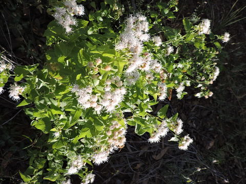 Image of fragrant snakeroot