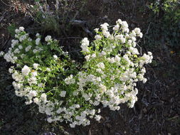 Image of fragrant snakeroot