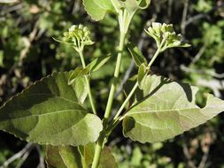 Image of fragrant snakeroot