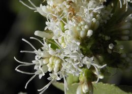 Image of fragrant snakeroot