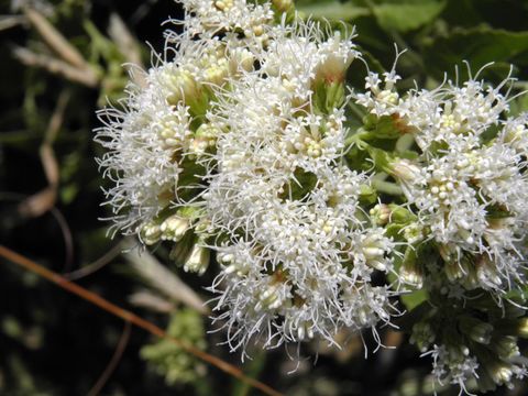 Image of fragrant snakeroot