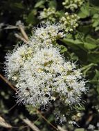 Image of fragrant snakeroot