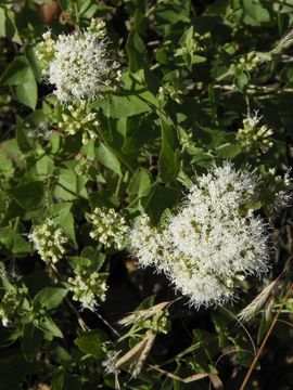 Image of fragrant snakeroot