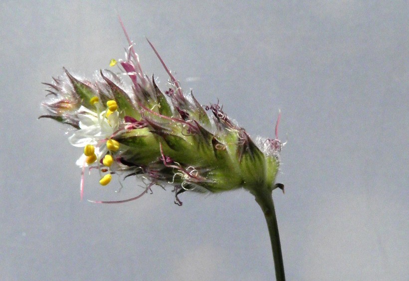 Image of Gray's prairie clover