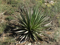 Agave palmeri Engelm. resmi