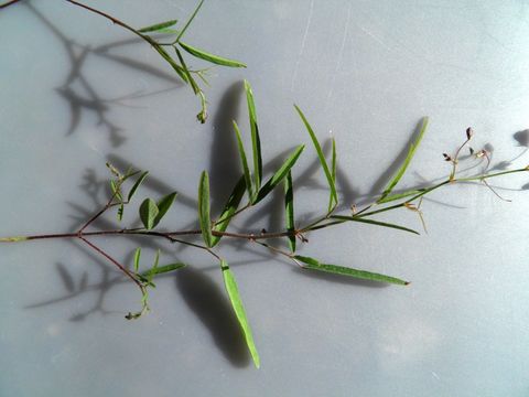 Imagem de Desmodium rosei B. G. Schub.