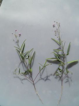 Imagem de Desmodium rosei B. G. Schub.