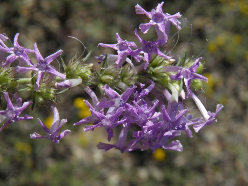 Image of Macomb's ipomopsis