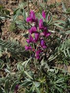 Oxytropis lambertii var. bigelovii A. Gray resmi