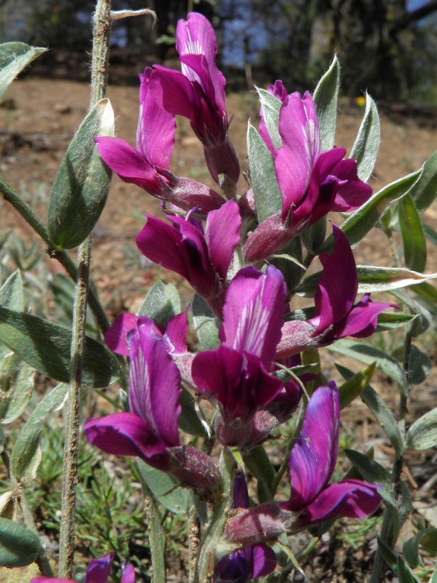 Oxytropis lambertii var. bigelovii A. Gray resmi