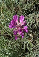 Oxytropis lambertii var. bigelovii A. Gray resmi