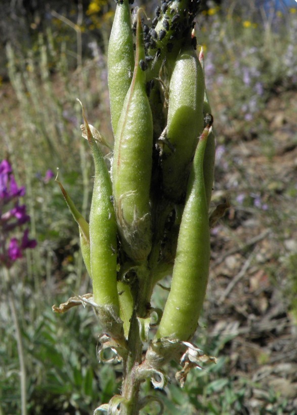 Oxytropis lambertii var. bigelovii A. Gray resmi