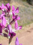 Image of purple locoweed