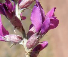 Image of purple locoweed