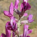 Oxytropis lambertii var. bigelovii A. Gray resmi