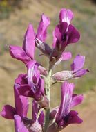 Image of purple locoweed