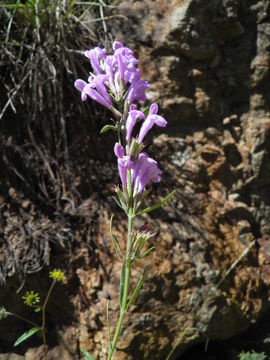 Image of aromatic false pennyroyal