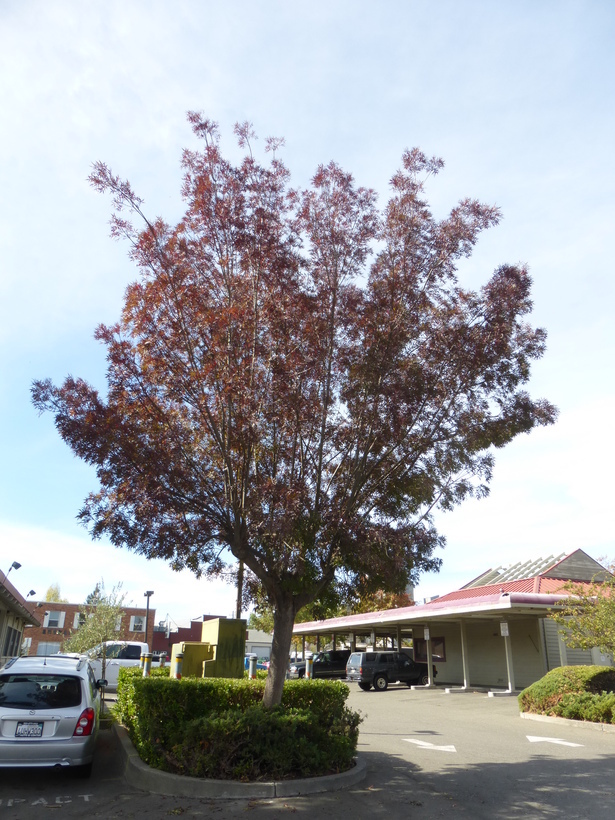 Image of Fraxinus angustifolia subsp. oxycarpa (M. Bieb. ex Willd.) Franco & Rocha Afonso