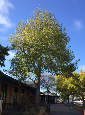 Image of Tulip tree