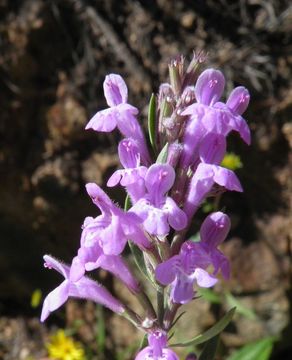 Hedeoma hyssopifolia A. Gray resmi