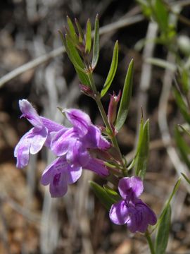 Hedeoma hyssopifolia A. Gray resmi