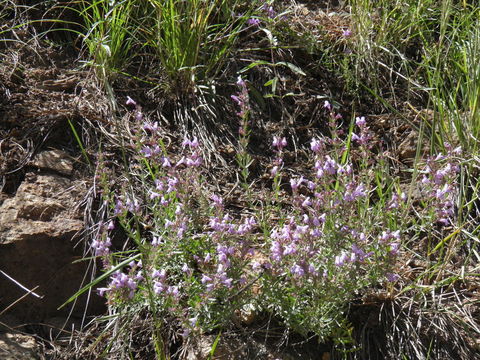 Image of aromatic false pennyroyal