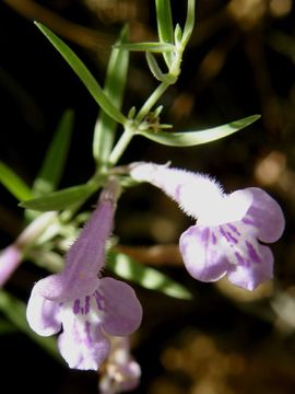 Hedeoma hyssopifolia A. Gray resmi