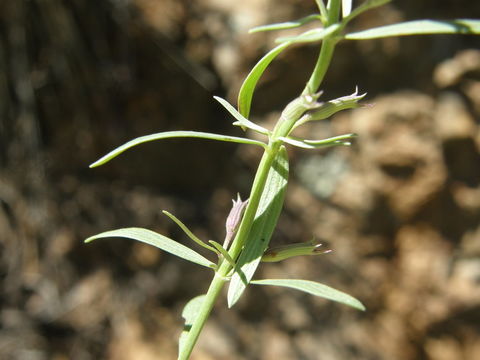 Hedeoma hyssopifolia A. Gray resmi