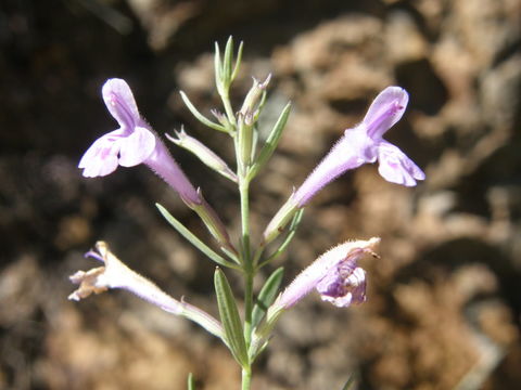 Hedeoma hyssopifolia A. Gray resmi