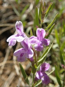 Hedeoma hyssopifolia A. Gray resmi