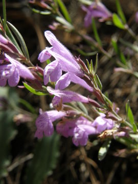 Plancia ëd Hedeoma hyssopifolia A. Gray