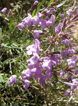 Image of aromatic false pennyroyal