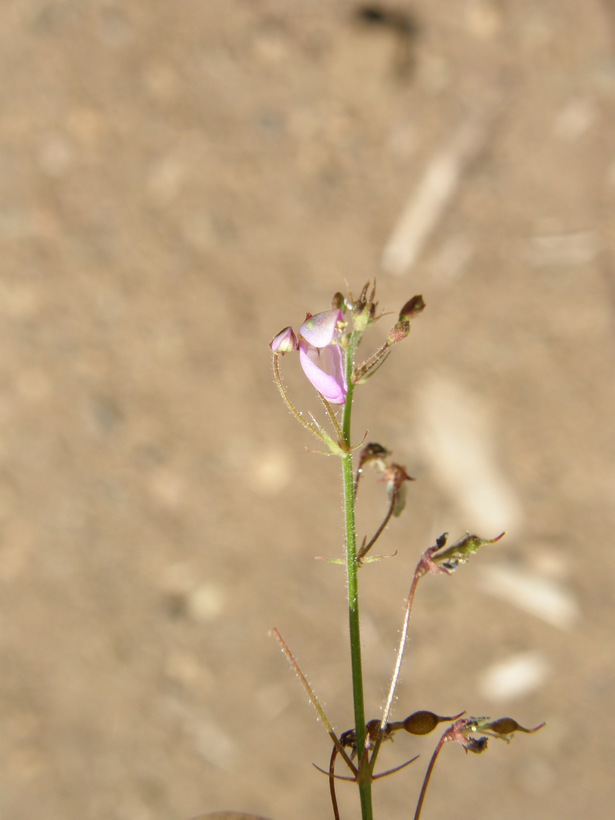 Image of New Mexico ticktrefoil
