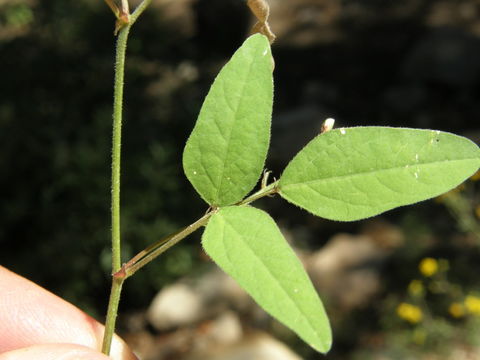 Image of New Mexico ticktrefoil