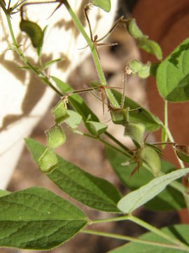 Image of New Mexico ticktrefoil