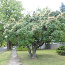 Image of American smoketree