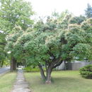 Imagem de Cotinus obovatus Raf.