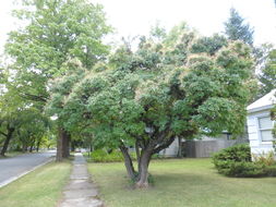 Image de Cotinus obovatus Raf.