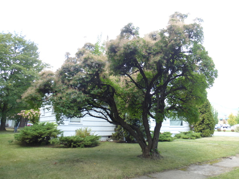 Image of American smoketree