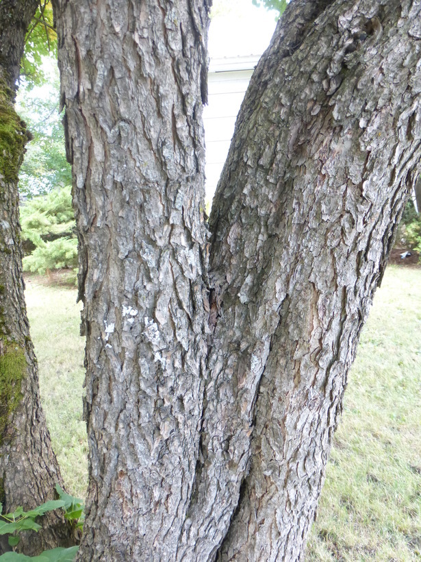 Imagem de Cotinus obovatus Raf.