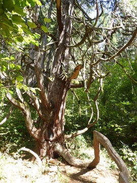 Image of Bastard Cedar