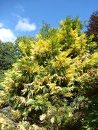 Image of Bastard Cedar