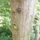 Image de Carpinus henryana var. simplicidentata (Hu) Rushforth