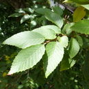 Image of Carpinus henryana var. simplicidentata (Hu) Rushforth