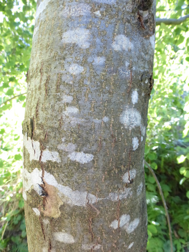 Image of Katsura Tree