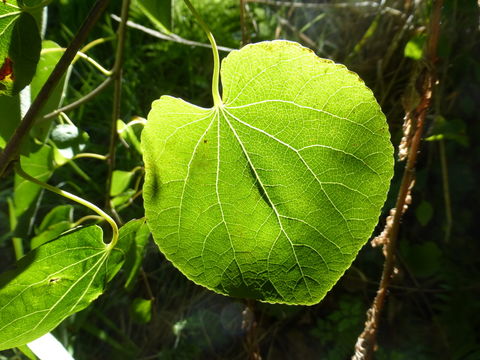 Image of Katsura Tree