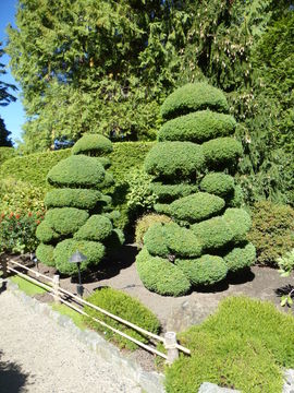 Image of Sawara Cypress