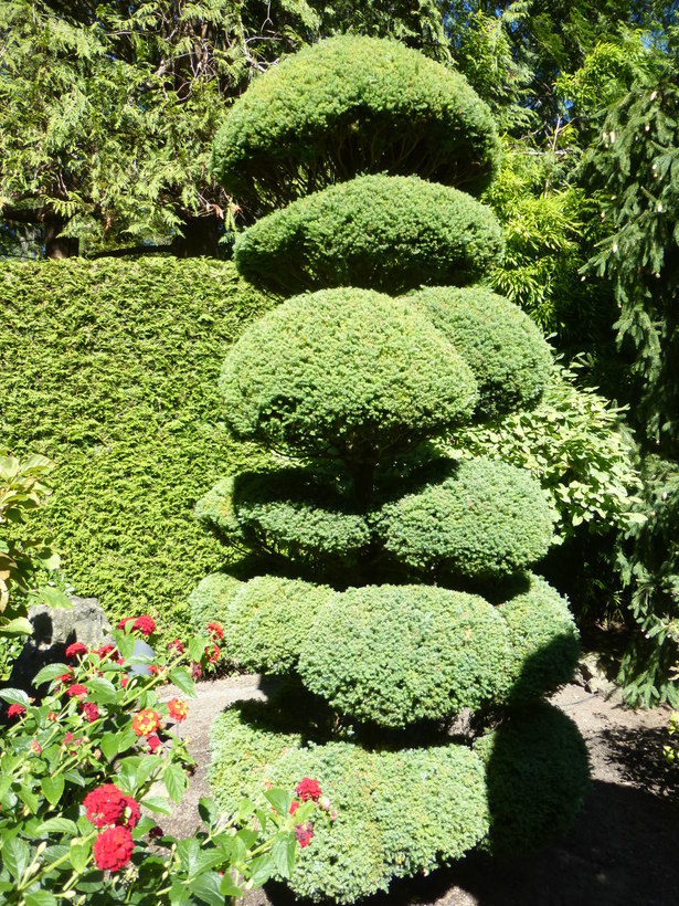 Image of Sawara Cypress