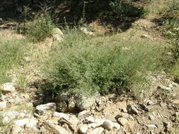 Image of oakwoods prairie clover