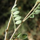 Image of oakwoods prairie clover